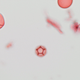 Pollen from Alternanthera, which are flowering plants in the amaranth family.